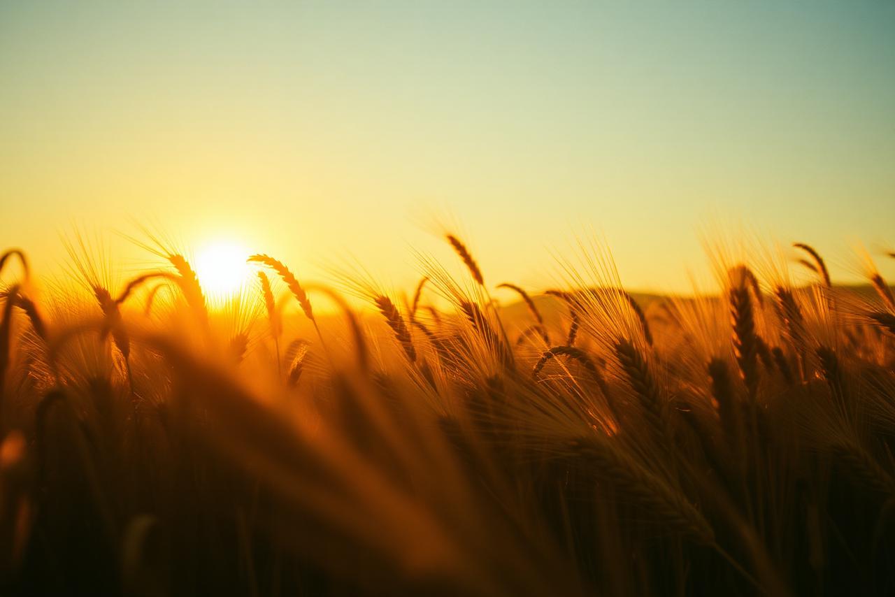 Harvest